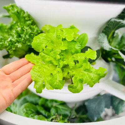 Lettuce Grow Ultimate Guide to Fresh Harvests